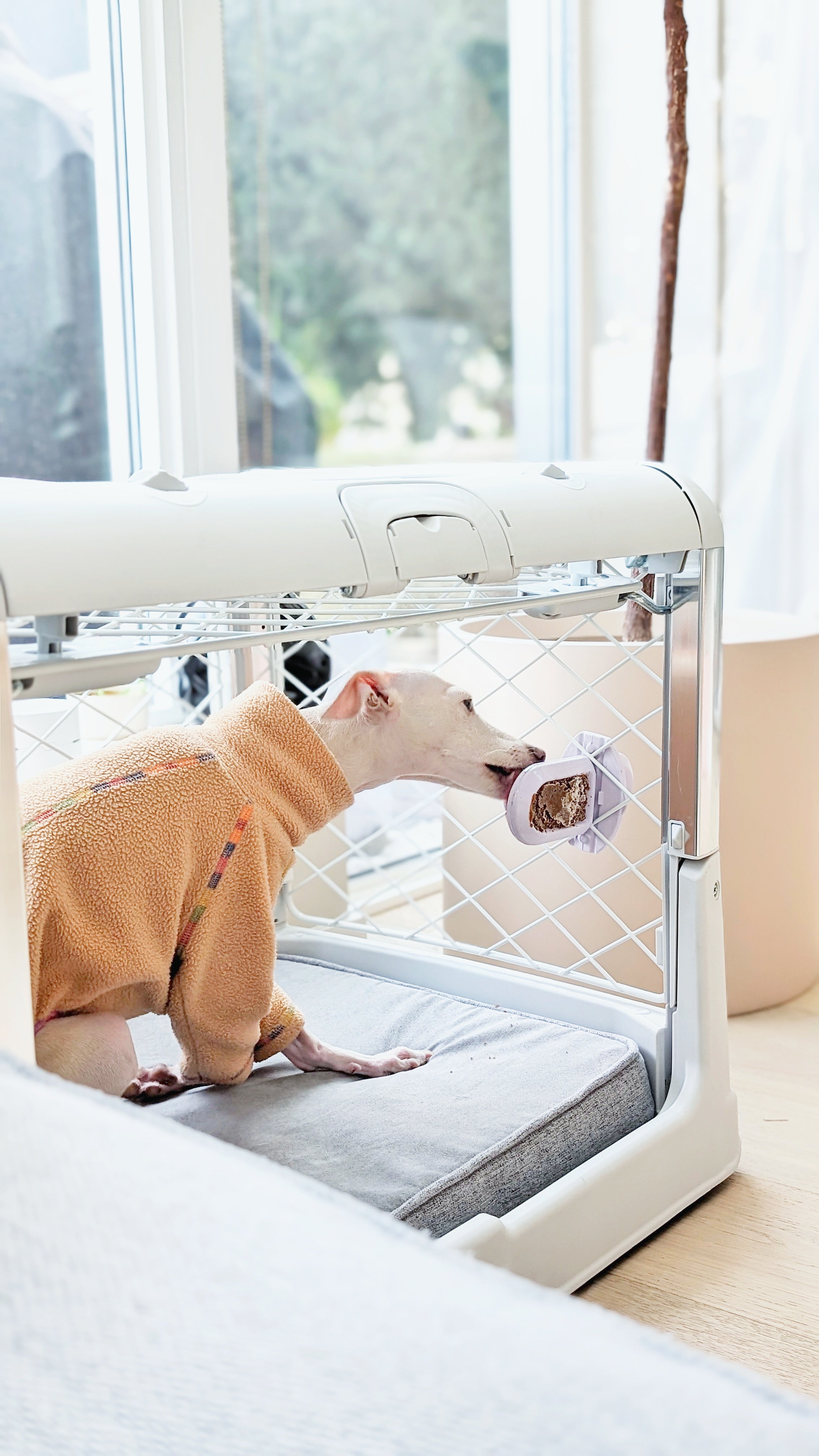 Italian greyhound in a sweater inside of a Diggs Revol Dog crate