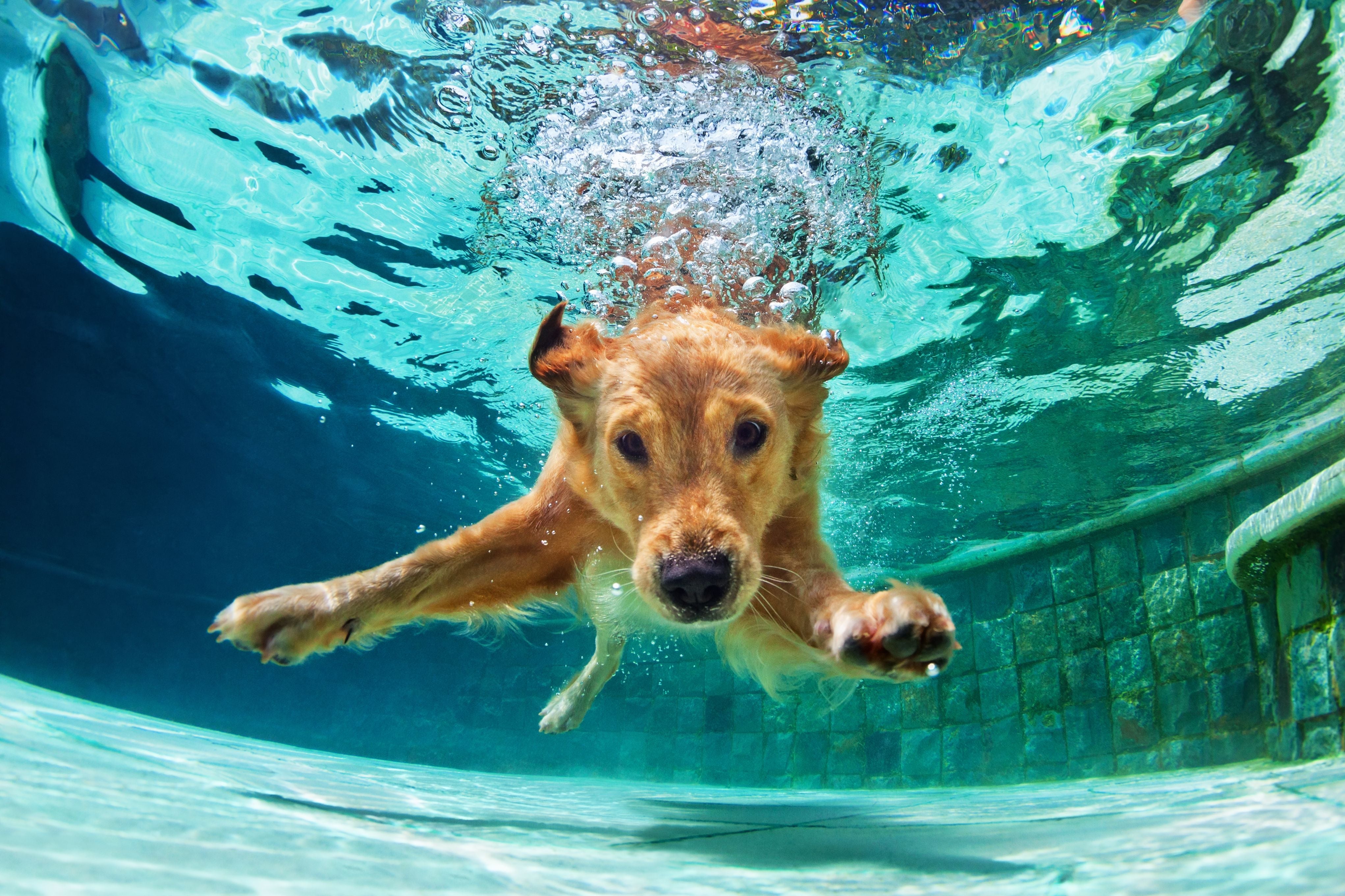 Tips for if (or When) Your Dog Swims in Chlorine Pools