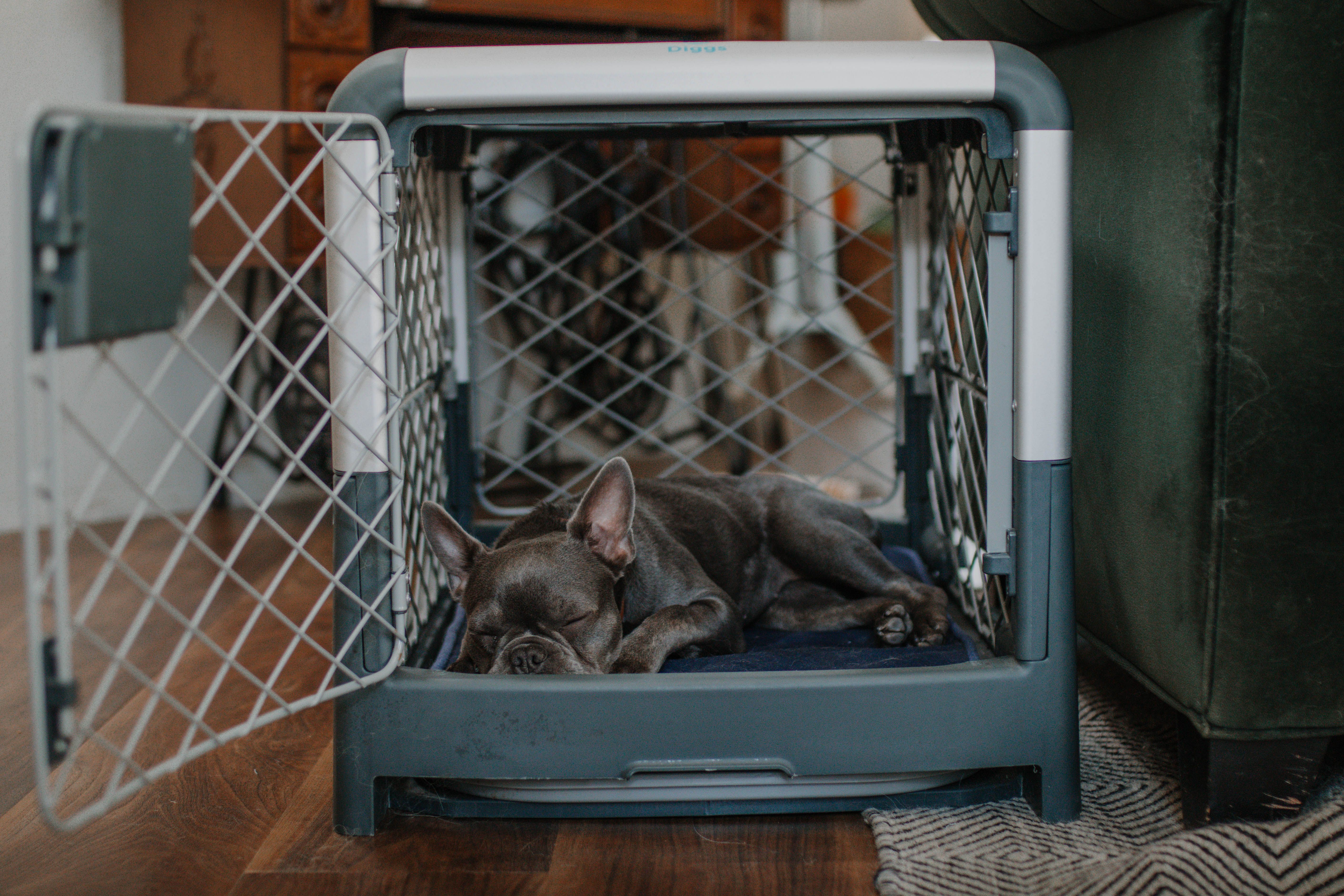 Illustration of Large Breed Dog Crate Training Tips
