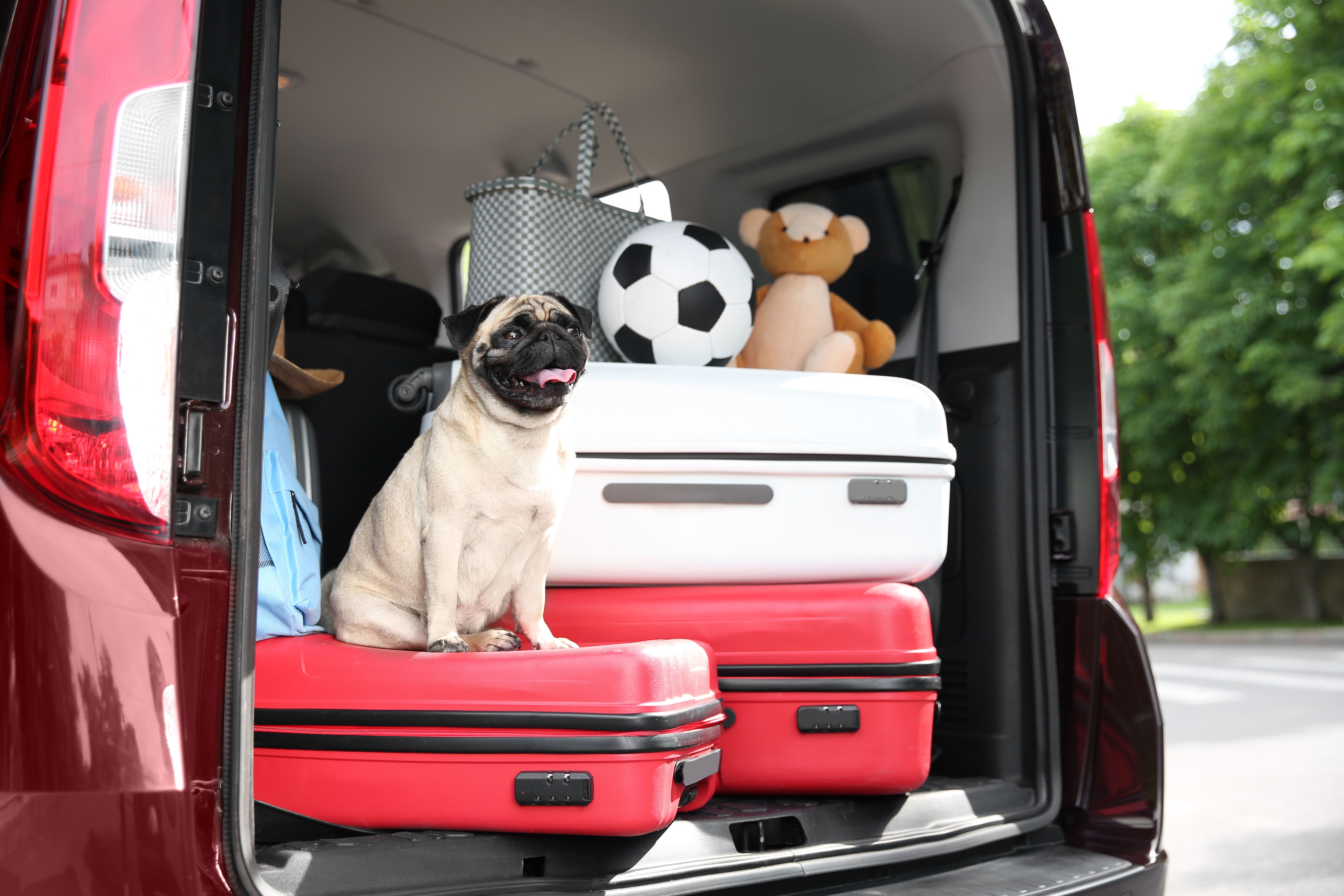 #DiggsTeamTips: Traveling with Pets