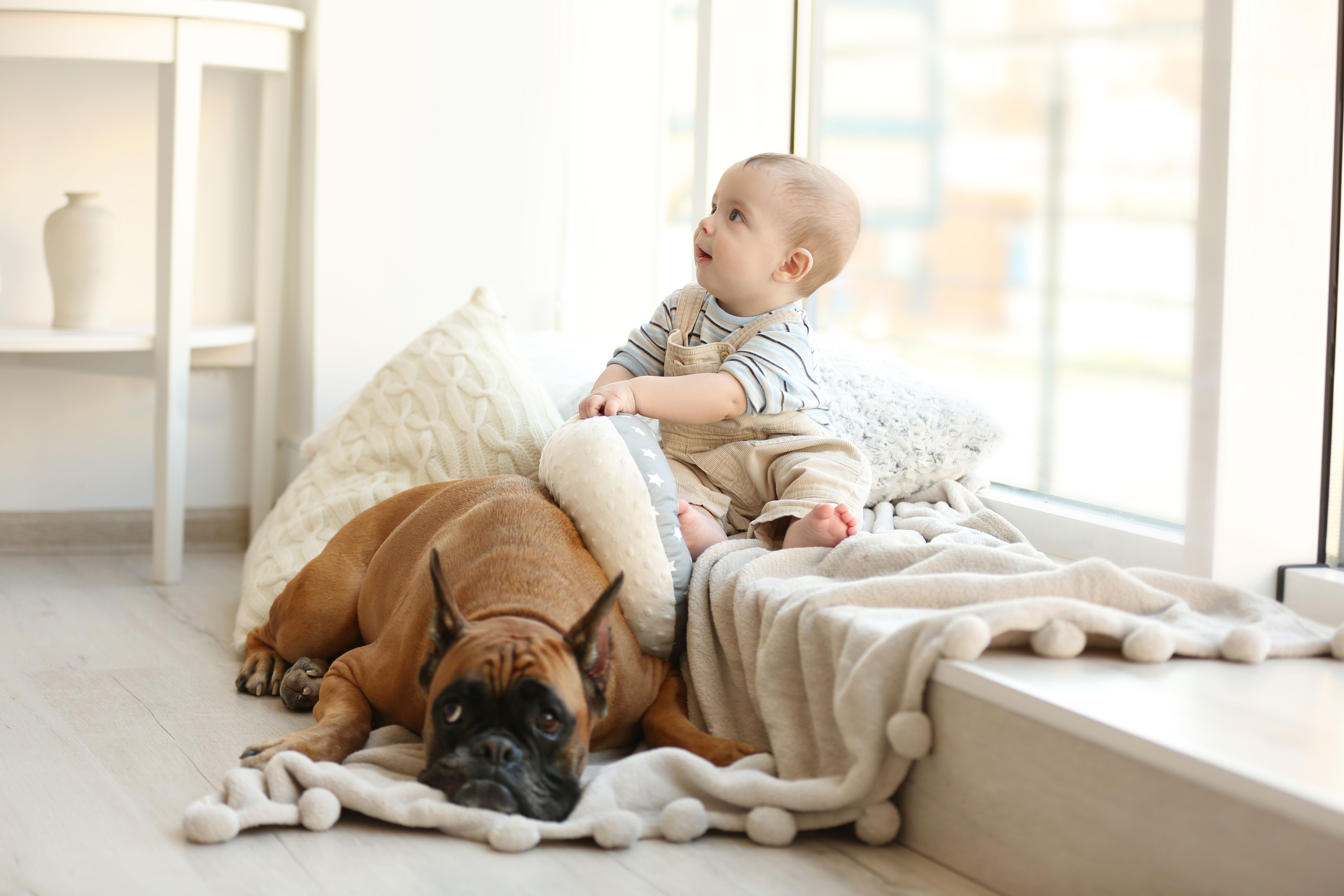 7 Tips For Introducing Your Dog to a New Baby