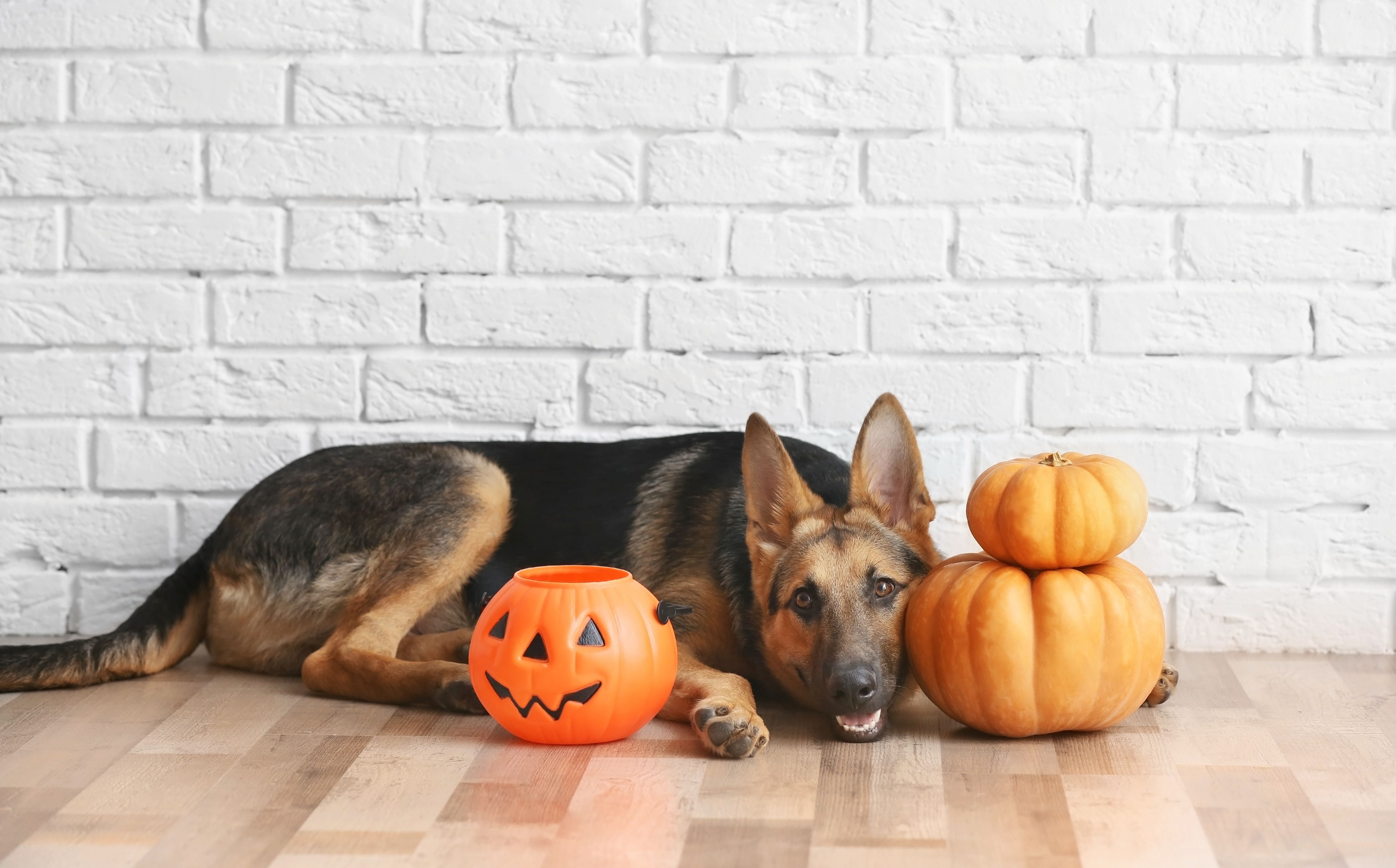 5 Tips to Keep Your Dog Calm on Halloween