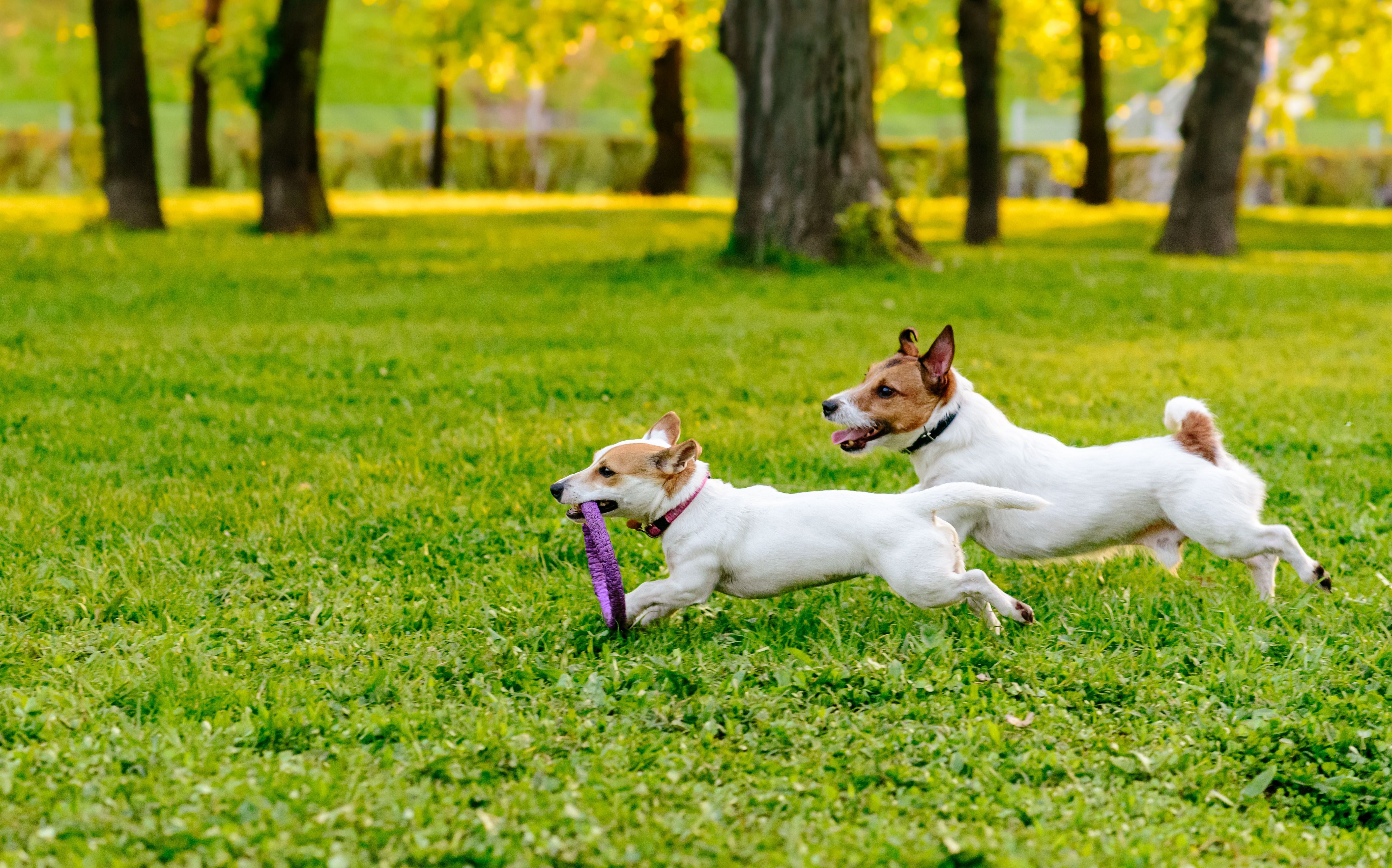 Introducing Dogs: 8 Tips for Different Pups’ Personalities