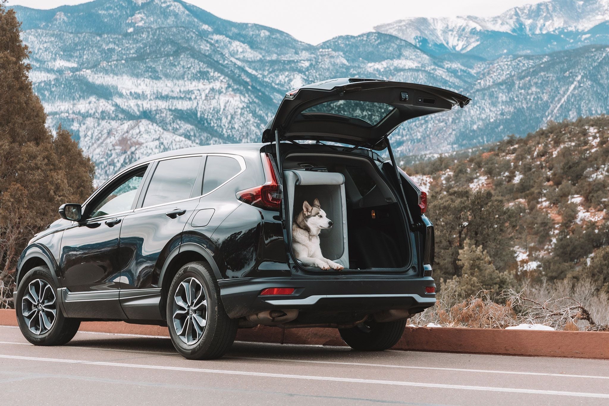 Ensuring Safe Pet Travel: Insights from Volvo and Solutions from Diggs