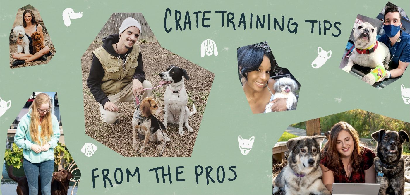 Top Dog Pros Share Why Crate Training Is Important