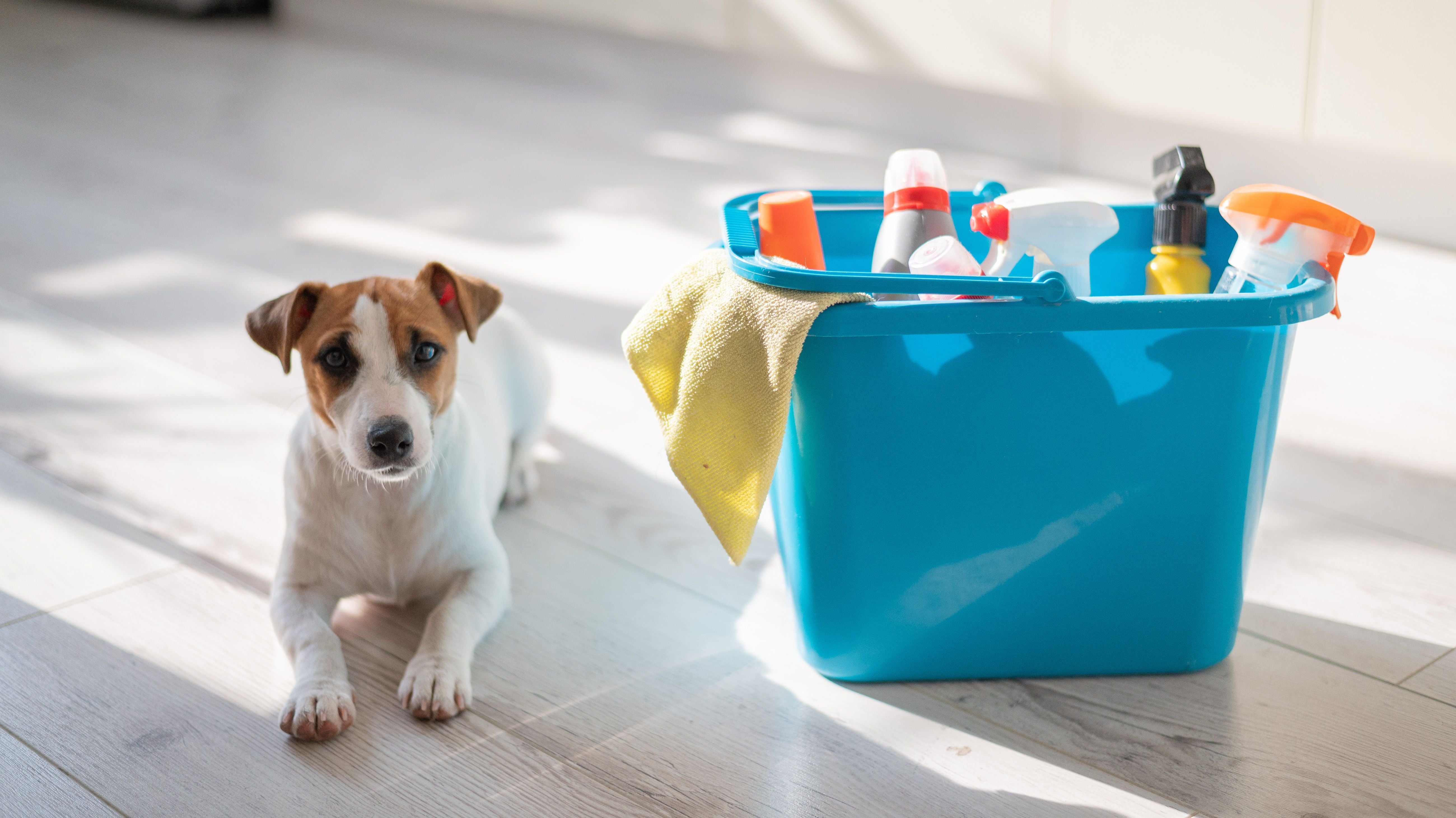 How to Clean a Crate: A Complete Guide - Dog Crate Cleaning For Messy Pets Easy