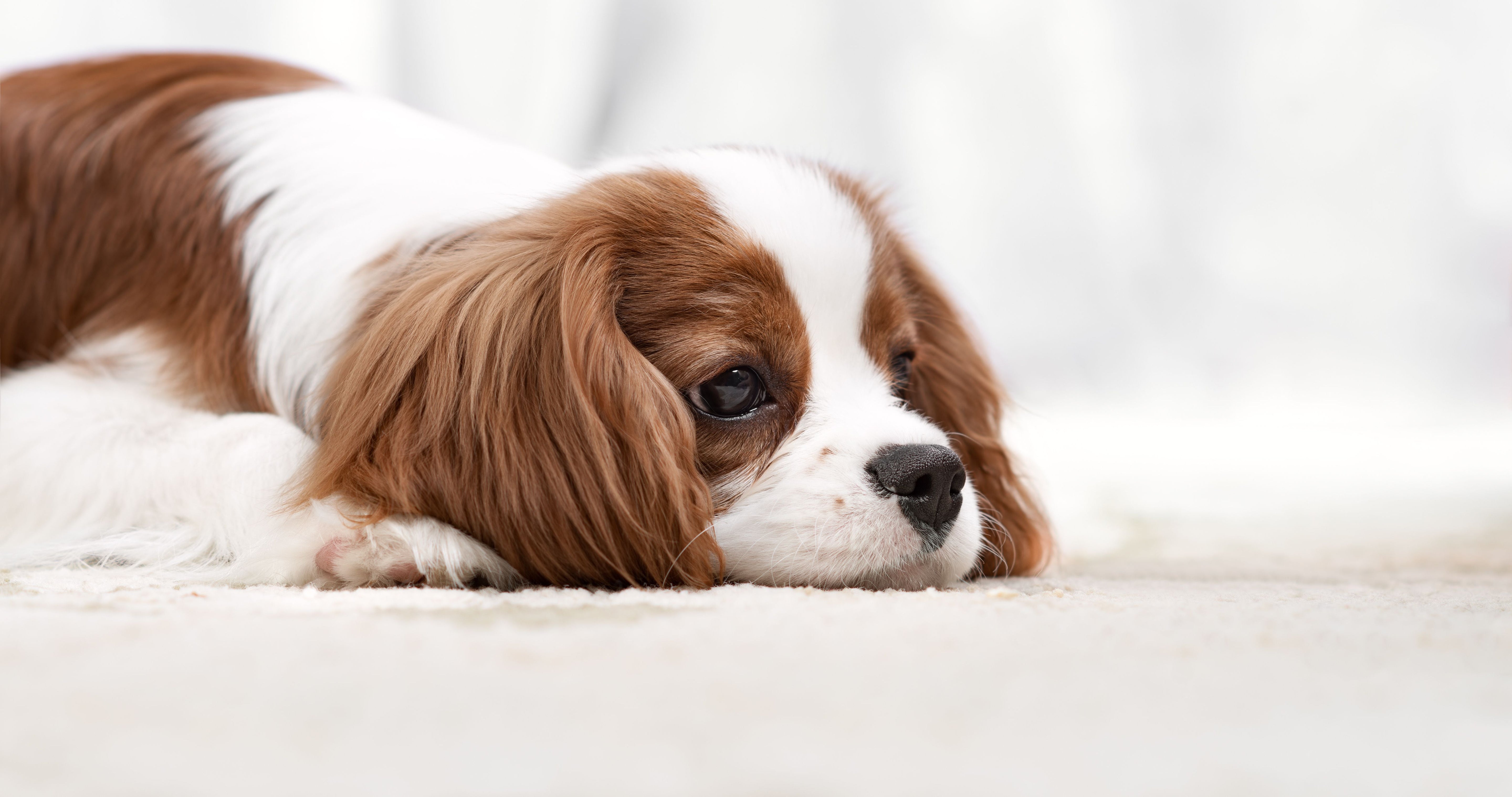 How To Calm a Crying Puppy: 7 Tips & Tricks