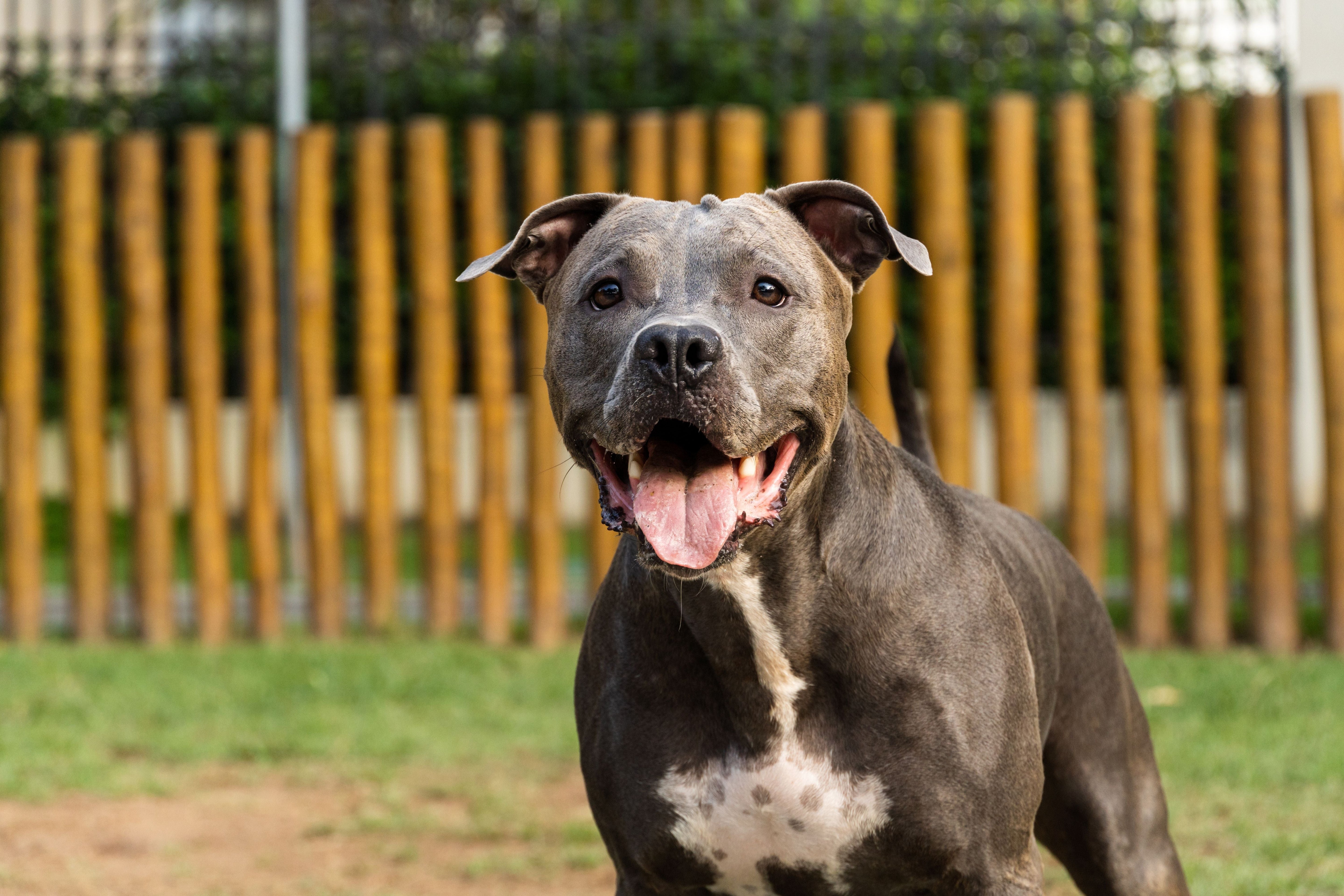 10 Unfair Pitbull Stereotypes & Their Origins