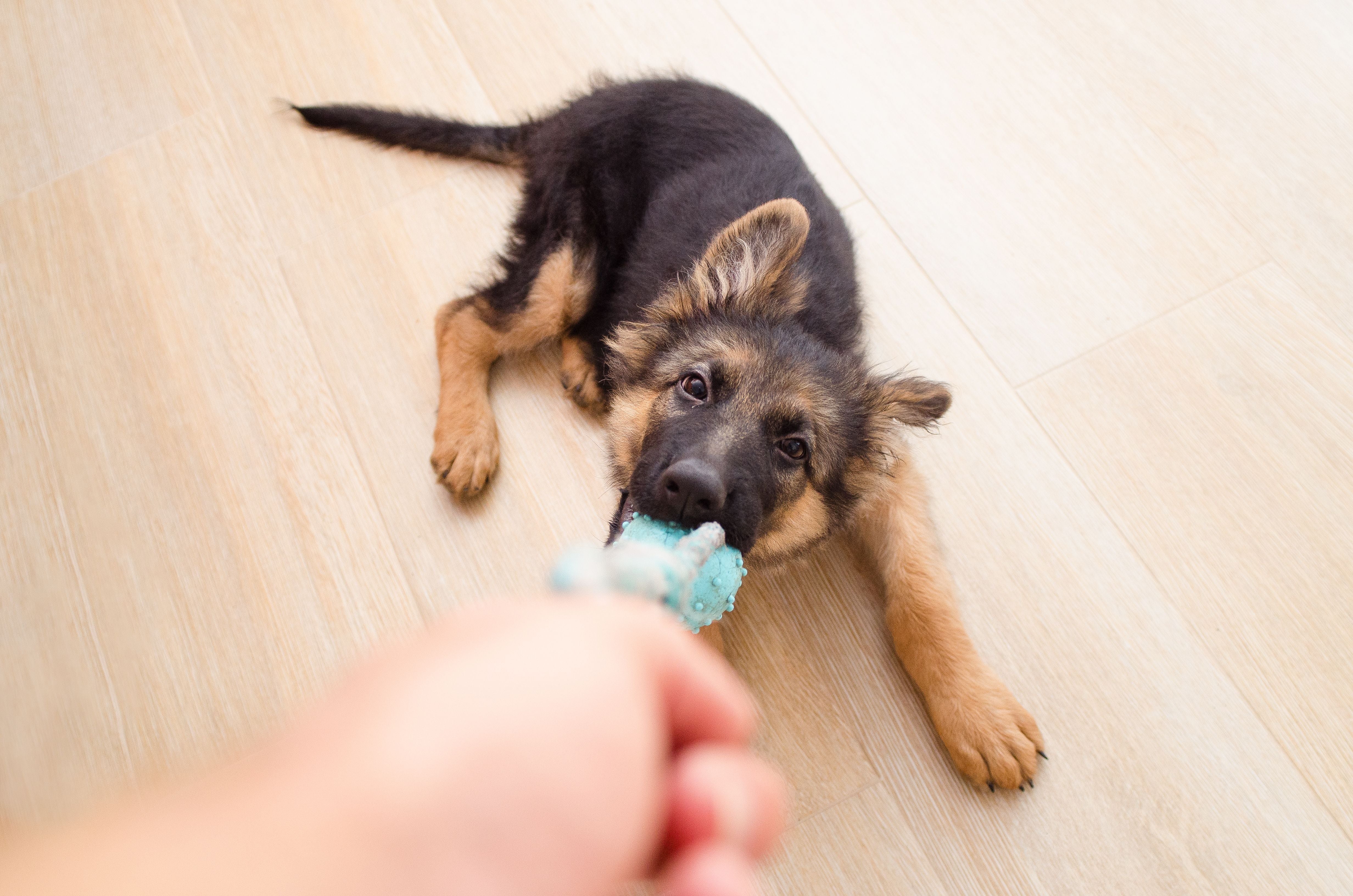 How To Calm Down a Hyper Dog: 9 Tips To Try