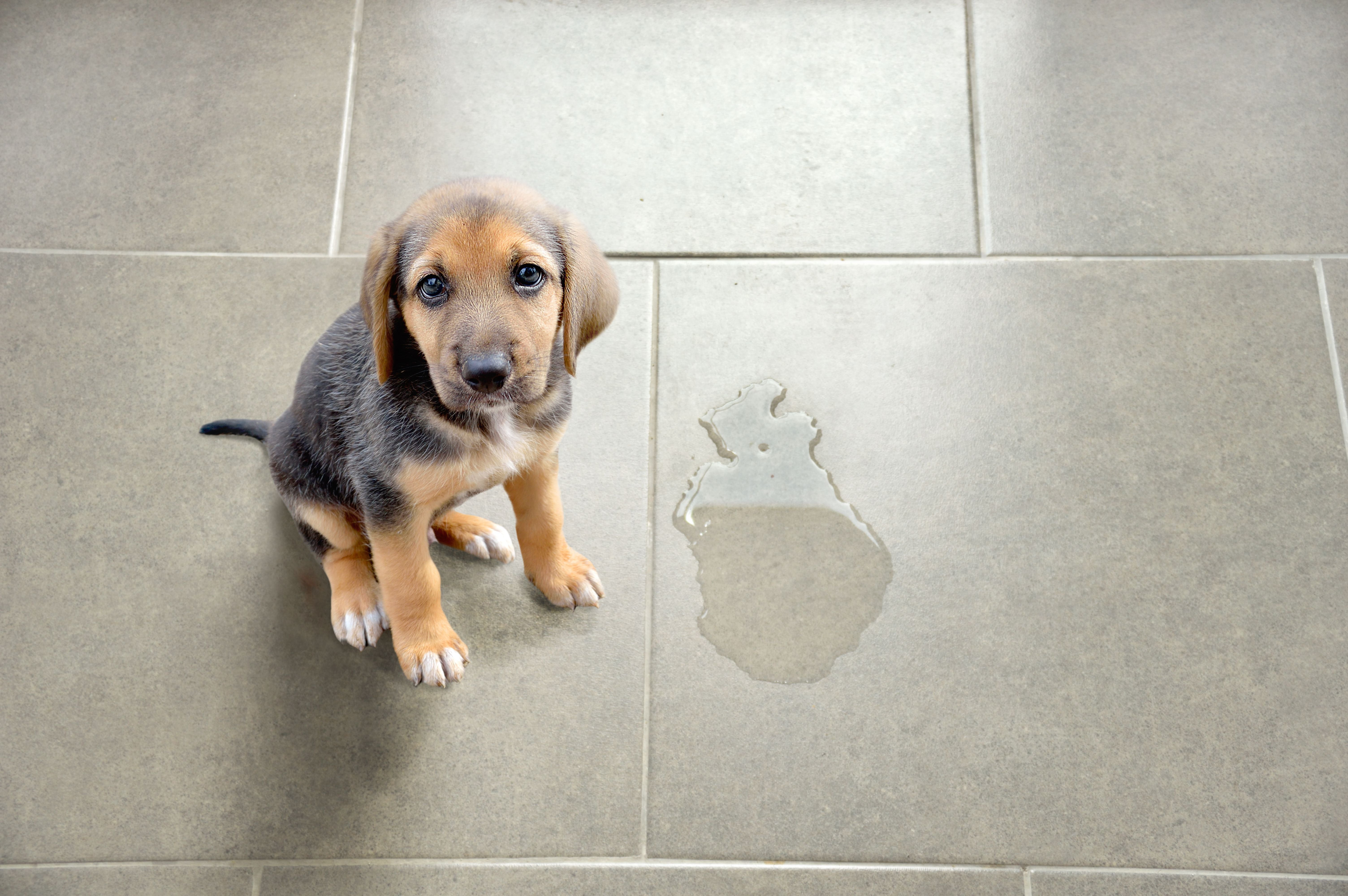 Dog Marking Territory 6 Ways To Curb This Behavior