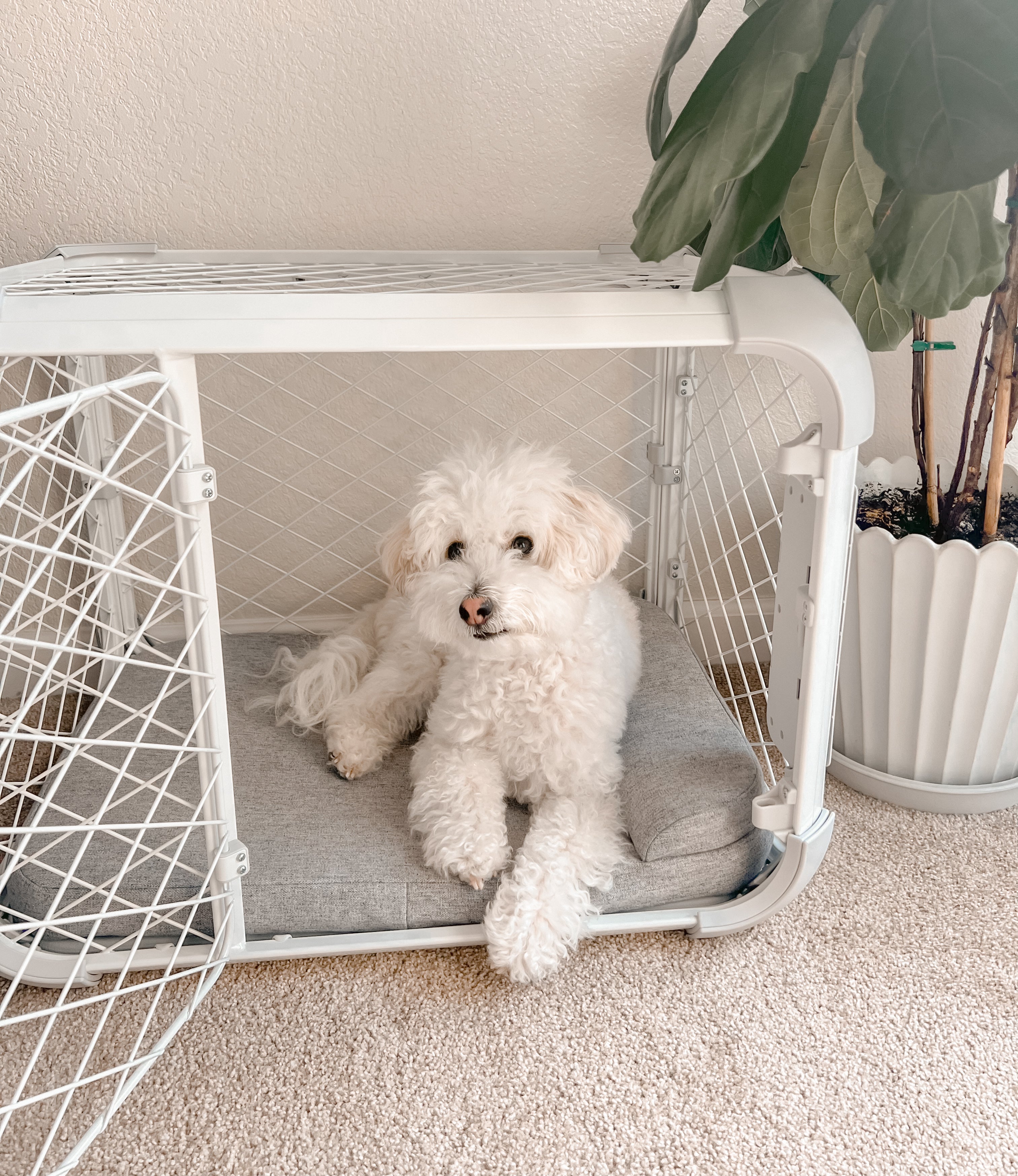 Small white dog sitting inside a white pet crate on a carpeted floor with a plant in the background.