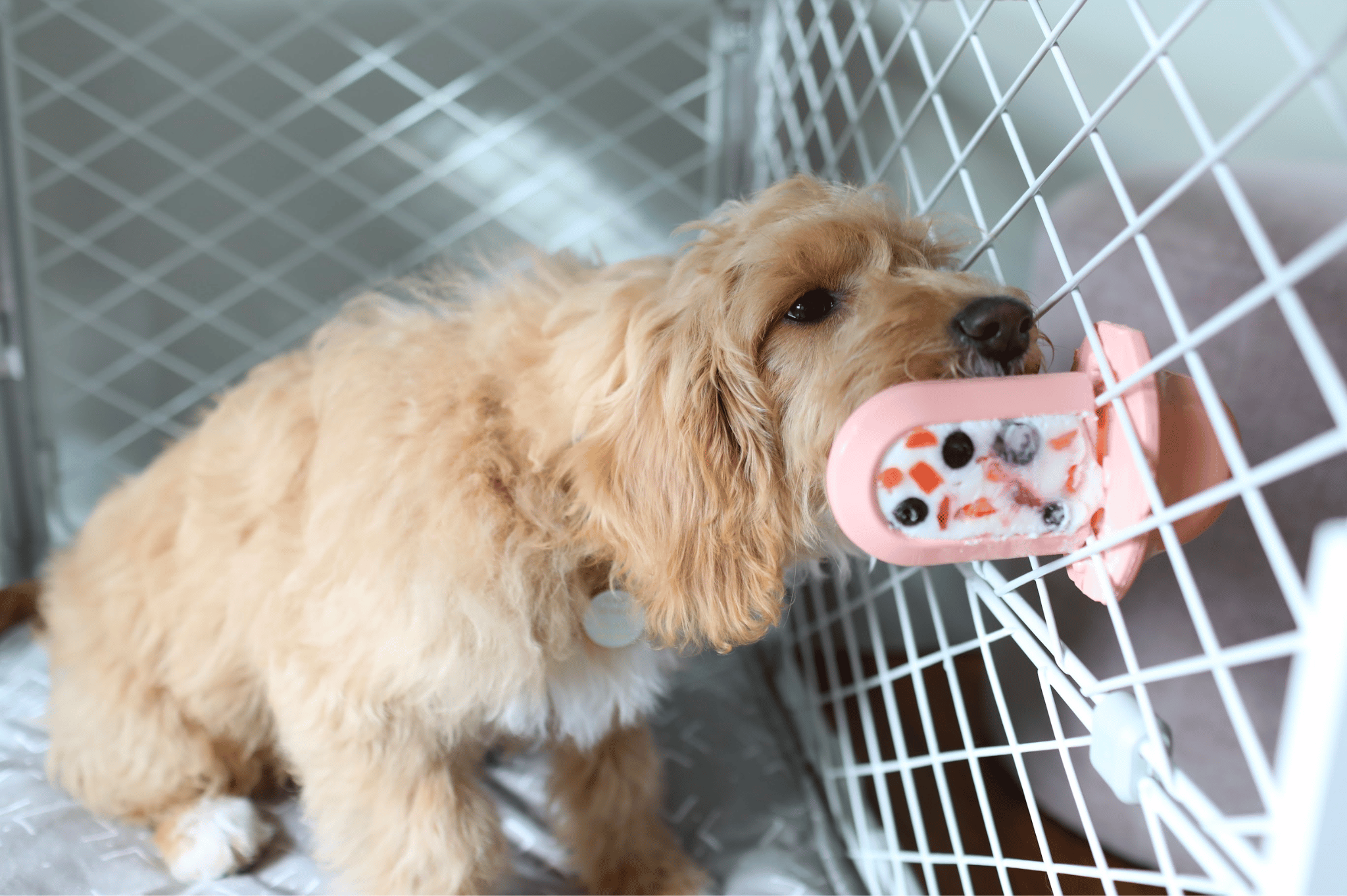 a small dog holding licking a Blush Groov attached to its crate with yogurt and berries