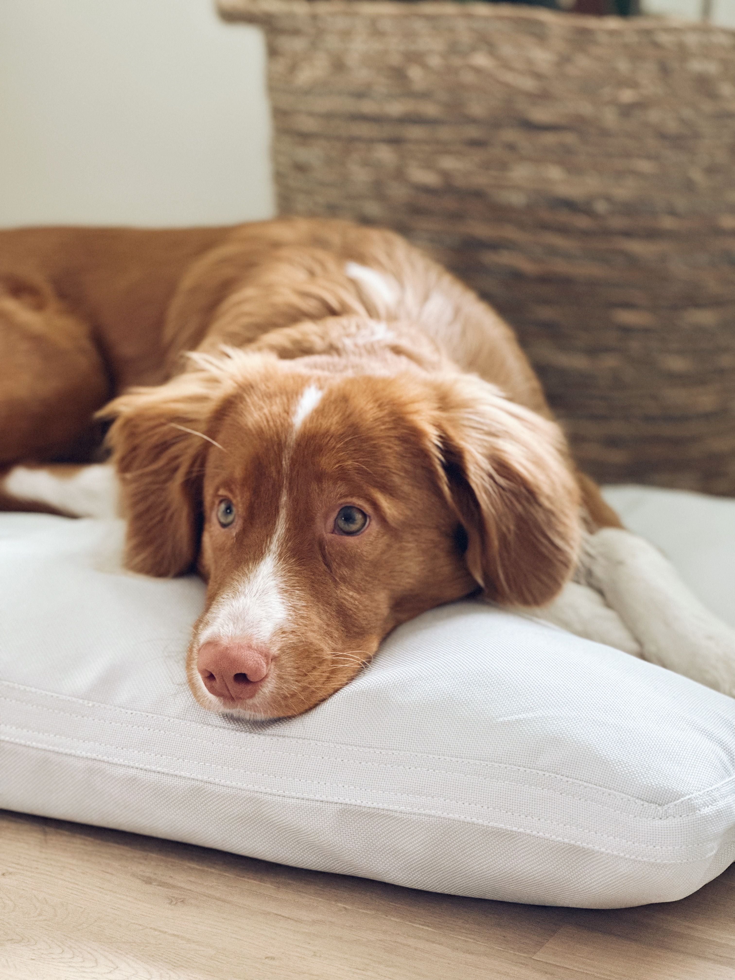 A brown and white dog laying on a pillow