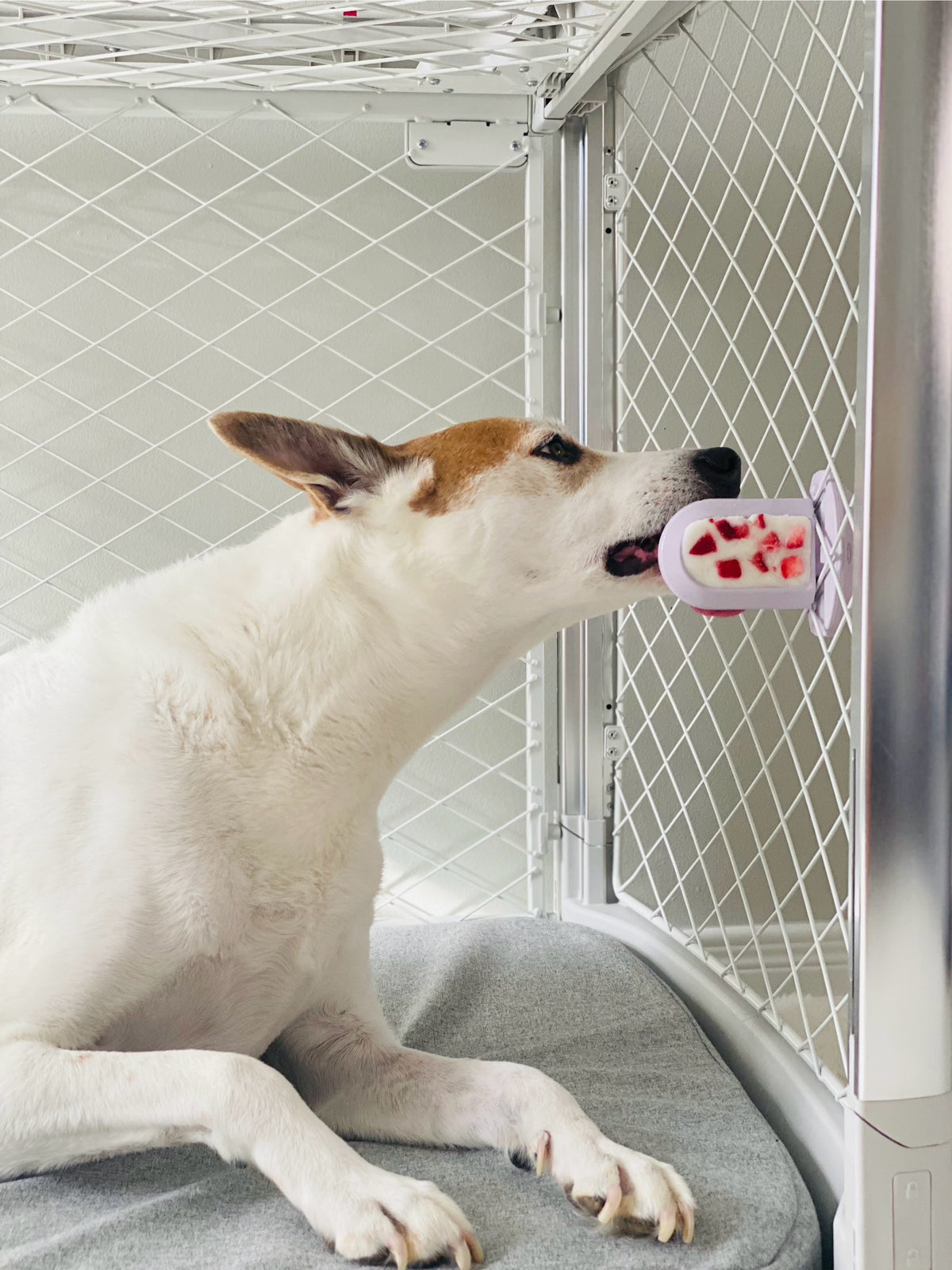 Dog licking a Diggs Groov Training Aid with frozen strawberries, inside a Diggs Revol dog crate