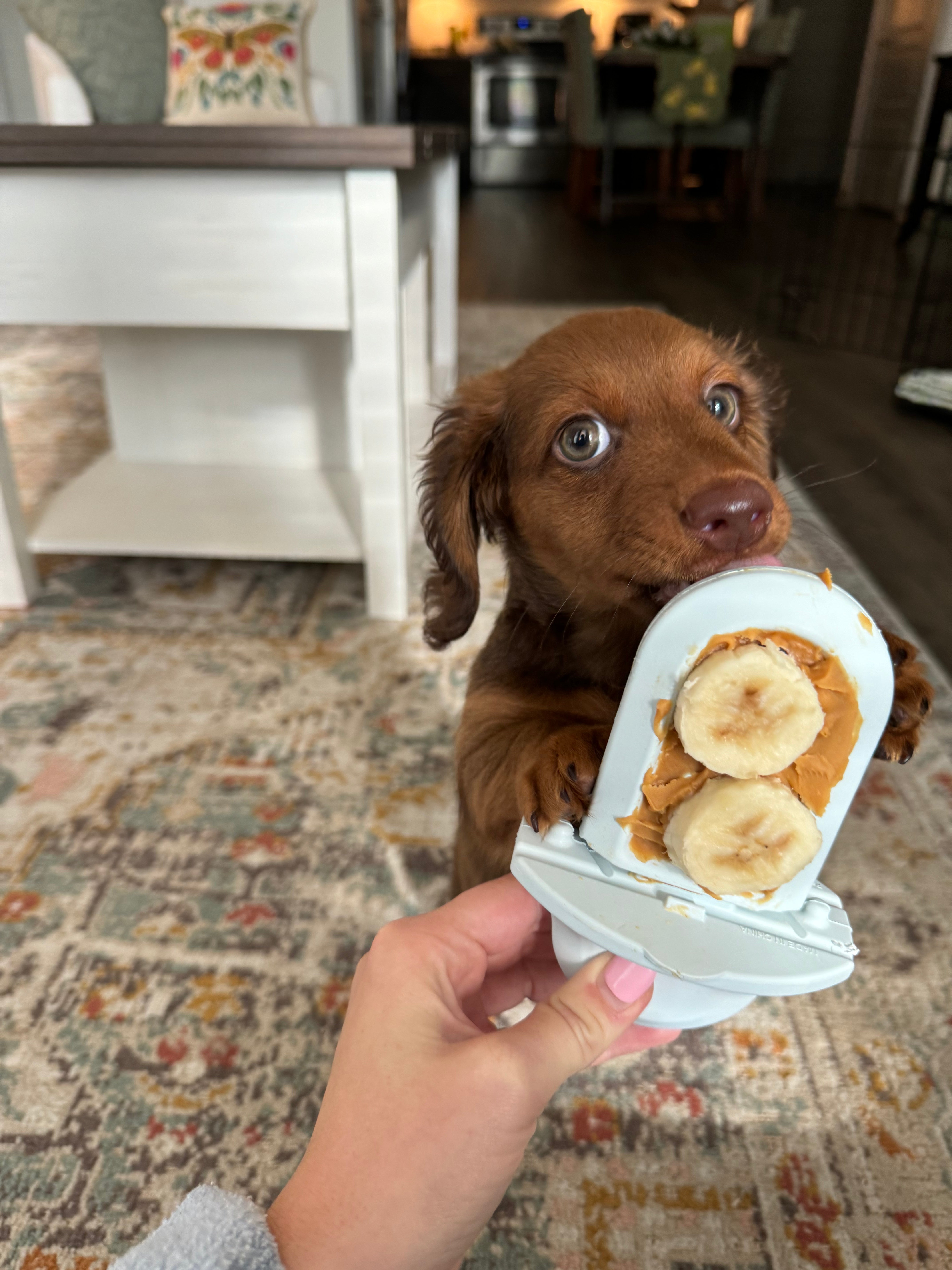 Puppy licking a Diggs Groov Training Aid with banana and peanut butter