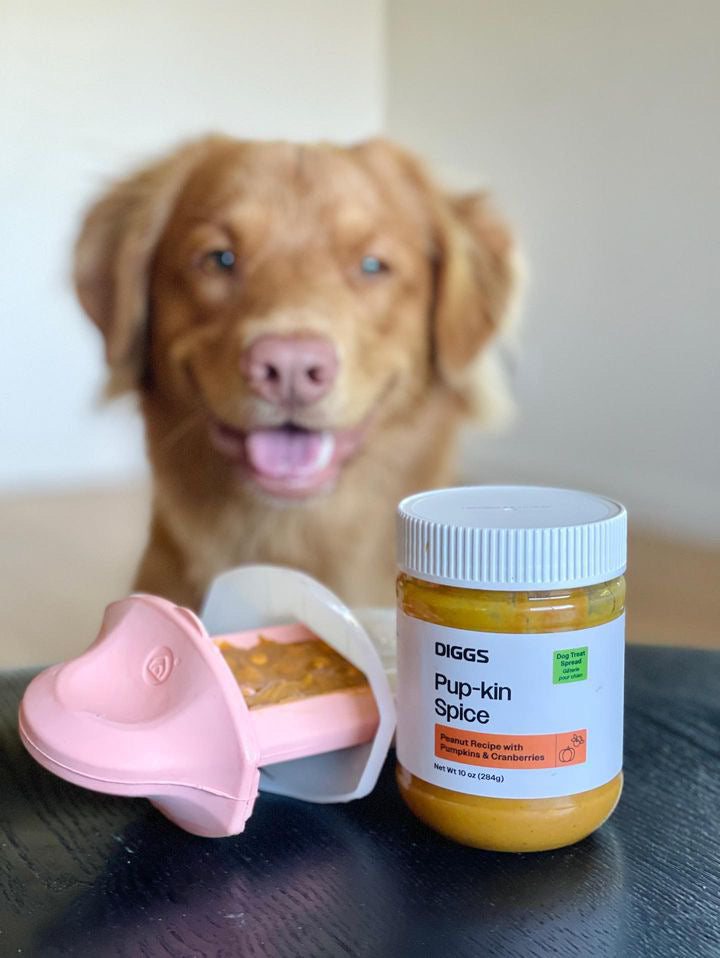 Dog with a jar of pup'kin spice Diggs Treat Spread and a pink Diggs Groov Training aid on a black table